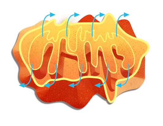 Vibrant Wellness Mycotoxins + Organic Acids Test (MOAT)
