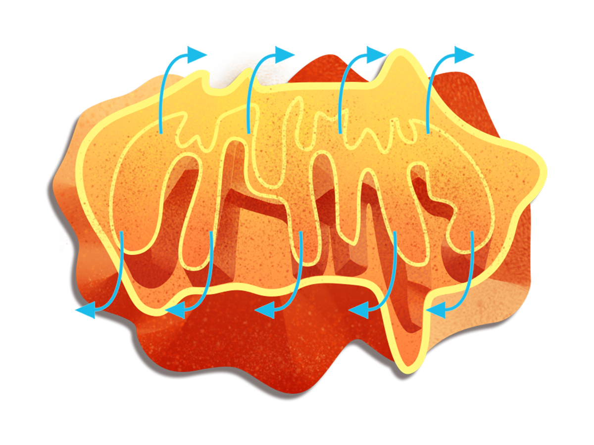 Vibrant Wellness: Mycotoxins + Organic Acids Test (MOAT) + Environmental Toxins Test