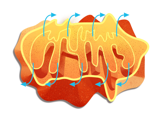 Vibrant Wellness: Mycotoxins + Organic Acids Test (MOAT) + Environmental Toxins Test