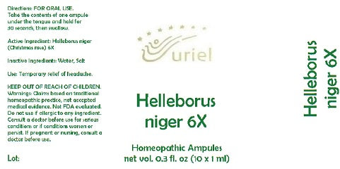 Helleborus niger 6X - 8 ml Ampule ~